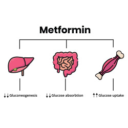 metformina