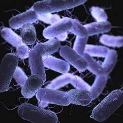 enterobacteriaceae